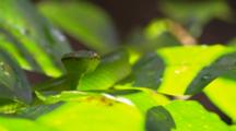 A Wagler's Pit Viper Lies Motionless Within Leaves