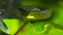 A Wagler's Pit Viper Tastes The Air With Its Tongue