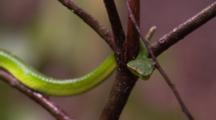 A Wagler's Pit Viper Moves Slowly Amongst Branches Tasting The Air As Raindrops Fall On Leaves