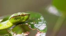 A Wagler's Pit Viper Moves Slowly Amongst Leaves Tasting The Air As Raindrops Fall On Leaves