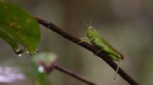 A Green Grasshopper Lies Motionless On A Tree Branch 