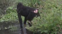 A Young Celebes Crested Macaque Explores A Shallow Creek