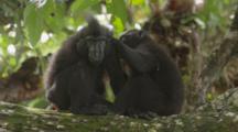 Celebes Crested Macaque Grooming On A Large Tree Limb