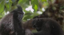 Celebes Crested Macaque Grooming On A Large Tree Limb
