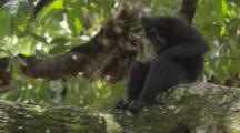 Celebes Crested Macaque Rest And Groom On A Large Tree Limb