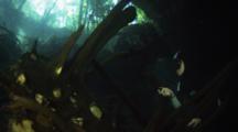 A Female Free Diver Explores Sunken Trees At The Entrance Of A Cenote While With Holding A  Hand Held Light