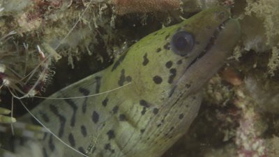 Fimbriated Moray Eel