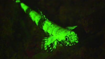 Lizard Fish under Ultra Violet LIght