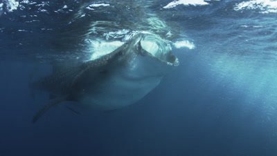 Whale Sharks feed on bonito spawn just below surface 