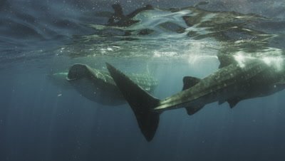 Whale Sharks feasting on Bonito Spawn