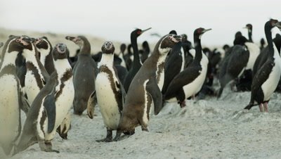 Humboldt Penguin,Spheniscus humboldti