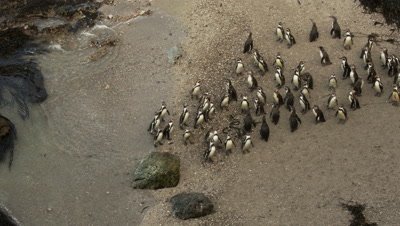 Humboldt Penguin,Spheniscus humboldti