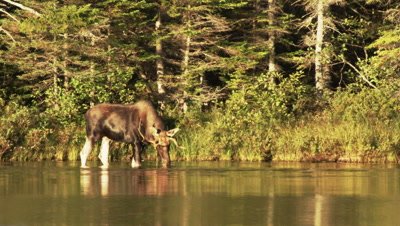 North American Moose ,Alces alces