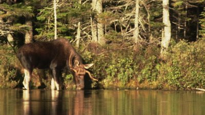 North American Moose ,Alces alces