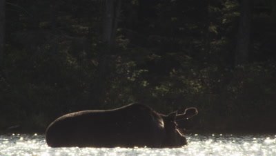 North American Moose Feeding, Maine