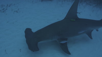 Great Hammerhead Shark,Sphyrna mokarran