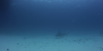 Great Hammerhead Shark,Sphyrna mokarran