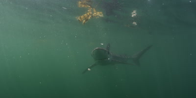 Blue shark,Prionace glauca 
