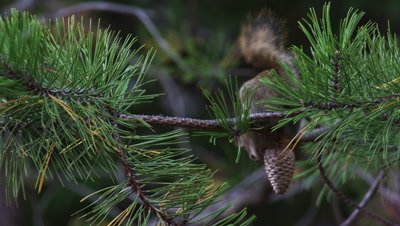 An American Red Squirrel collects a pine cone from an evergreen tree