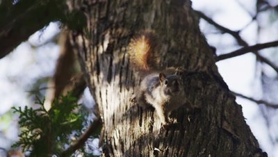 An American Red Squirrel stands its ground
