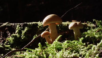 Mushrooms grow under the forest canopy, Acadia National Park