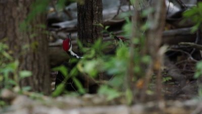 Male Pileated Woodpeckers sizing each other out, Acadia National Park, Maine