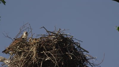 An Osprey lands on its nest