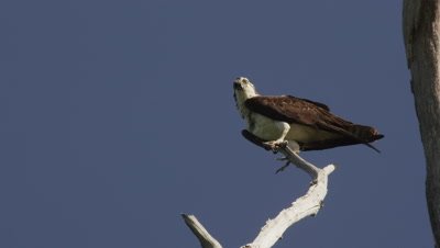 An Osprey rests on a tree branch