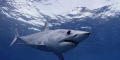A Short Fin Mako swims in clear blue tropical water