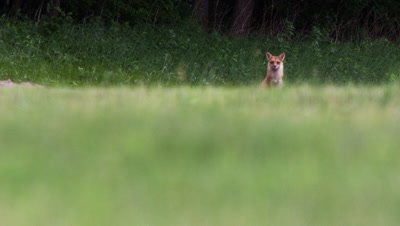 A male Red Fox Walks over a potato field