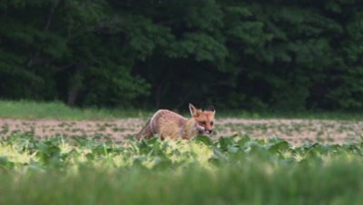A male Red Fox Walks over a potato field