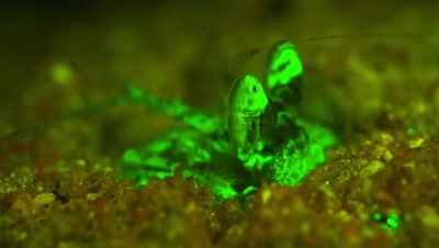 A Giant Mantis Shrimp Comes out of its burrow to build a false ceiling in order to capture prey. 
