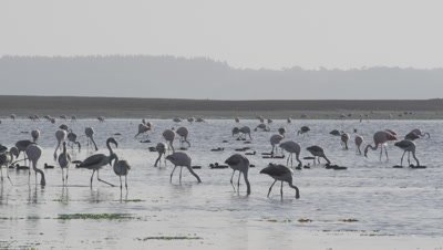 A flock of Andean Flamingos, Phoenicoparrus andinus feed at Low tide on the Island of Chiloe, Chile