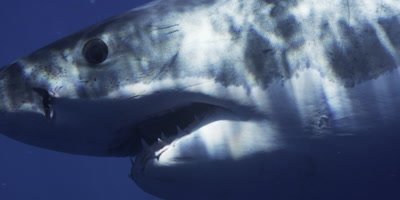 Great White Shark, Guadalupe Island, Mexico