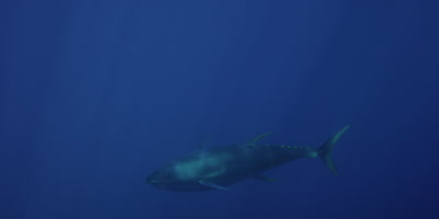 Yellow Fin Tuna, Pacific Ocean