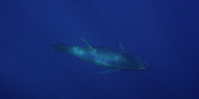 Yellow Fin Tuna, Pacific Ocean
