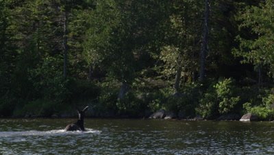 A juvenile male moose swims across a pond