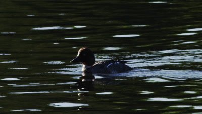 Commom Goldeneye swim, dive and feed on a pond