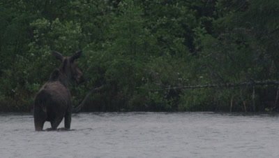 A Juvenile North American Moose  forages in the rain in a pond