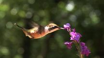 Hummingbird Feeds On Purple Flower