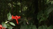 Hummingbird Feeds On Red Flower
