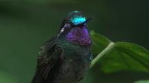 Purple-Throated Mountain-Gem Hummingbird