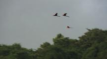 Pair Of Macaws Flying Together