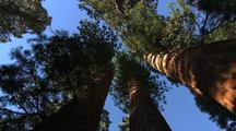 Looking Up Giant Sequoia Tree Trunks