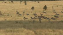 Edited Compilation, Aerial Over Africa, Herds Of Wildebeest And Zebras