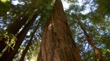 Edited Compilation Of Old Growth Redwood Forests Of Northern California