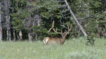 Edited Compilation Of Elk In Yellowstone National Park
