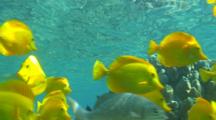 Edited Compilation Of Underwater Wildlife Of Hawaii