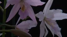 Flower Closeup Royalty Free Stock Footage