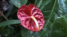 Anthurium Flower With Ti Leaves